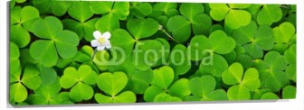 Lienzo Treboles y flor blanca